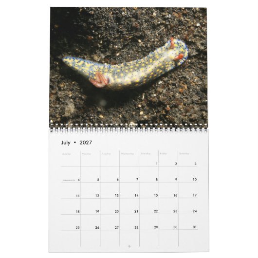 Ein Jahr des Nudibranchs-Kalenders Kalender (Jul 2027)