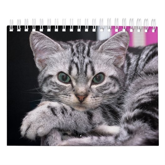 Ein Jahr Niedlicher Kittenfotografie Kalender (Titelbild)