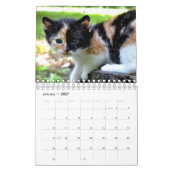 Ein Jahr Niedlicher Kittenfotografie Kalender (Jan 2027)