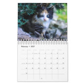 Ein Jahr Niedlicher Kittenfotografie Kalender (Feb 2027)