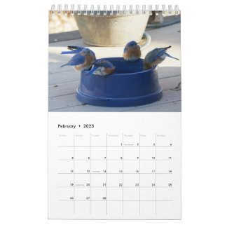 Ein Jahr voller Bluebirds Kalender