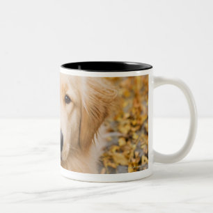 Ein Jährige golden retriever, Porträt Zweifarbige Tasse