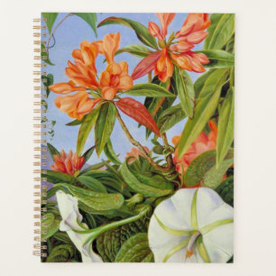 Ein Javanischer Rhododendrum und Ipomoea Planer