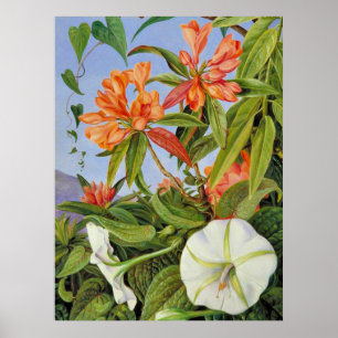 Ein javanischer Rhododendrum und Ipomoea Poster