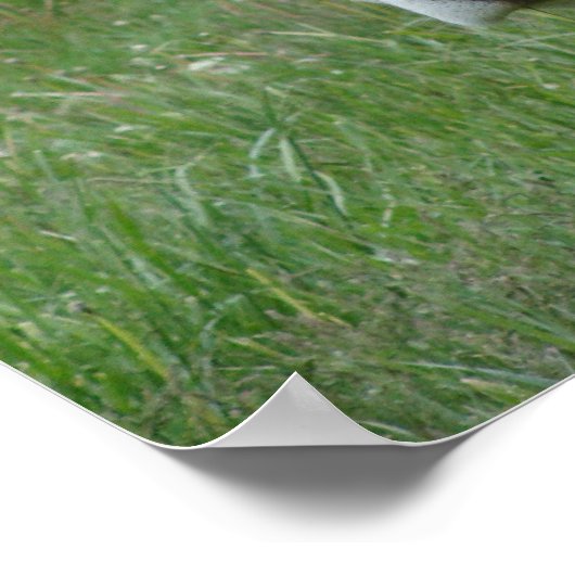 Ein Jersey Cow Poster (Ecke)