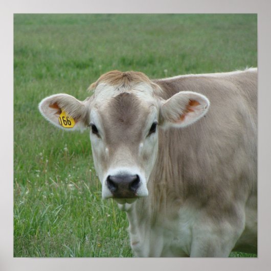 Ein Jersey Cow Poster (Vorne)