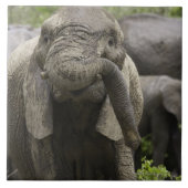 Ein junger afrikanischer Elefant (Loxodonta Fliese (Vorderseite)