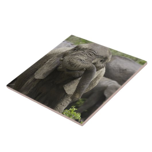 Ein junger afrikanischer Elefant (Loxodonta Fliese (Seite)