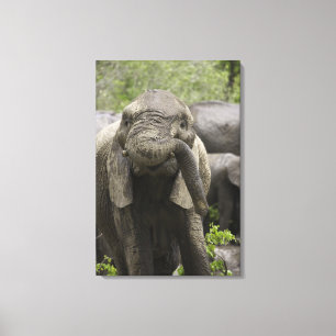 Ein junger afrikanischer Elefant (Loxodonta Leinwanddruck