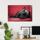 Ein junger französischer Bulldogge, der auf einer  Poster (Heimbüro)