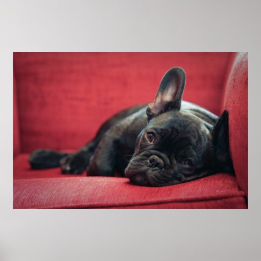 Ein junger französischer Bulldogge, der auf einer  Poster (Vorne)
