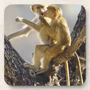 Ein junger gelber Pavian (Papio Cynocephalus) Getränkeuntersetzer