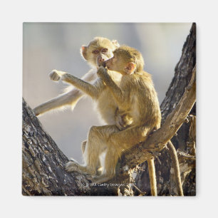 Ein junger gelber Pavian (Papio Cynocephalus) Magnet