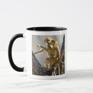 Ein junger gelber Pavian (Papio Cynocephalus) Tasse