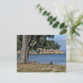 Ein junger Koala am Strand Postkarte (Stehend Vorderseite)