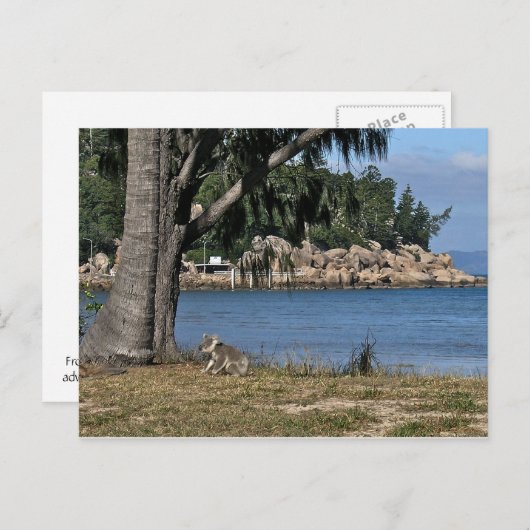 Ein junger Koala am Strand Postkarte (Vorne/Hinten)