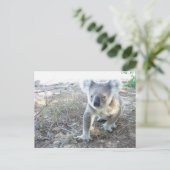 Ein junger Koala, der am Strand spaziert Postkarte (Stehend Vorderseite)