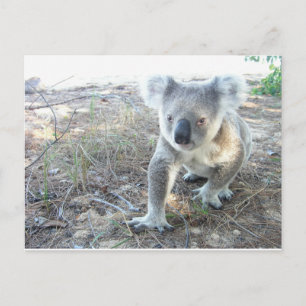 Ein junger Koala, der am Strand spaziert Postkarte