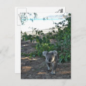 Ein junger Koala geht am Strand spazieren Postkarte (Vorne/Hinten)