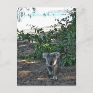 Ein junger Koala geht am Strand spazieren Postkarte