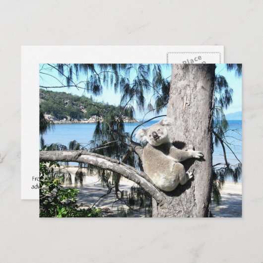 Ein junger Koala sitzt in einem Baum am Strand Postkarte (Vorne/Hinten)
