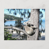 Ein junger Koala sitzt in einem Baum am Strand Postkarte (Vorderseite)