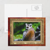 Ein junger Lemur, Tierfotografie Postkarte (Vorne/Hinten)