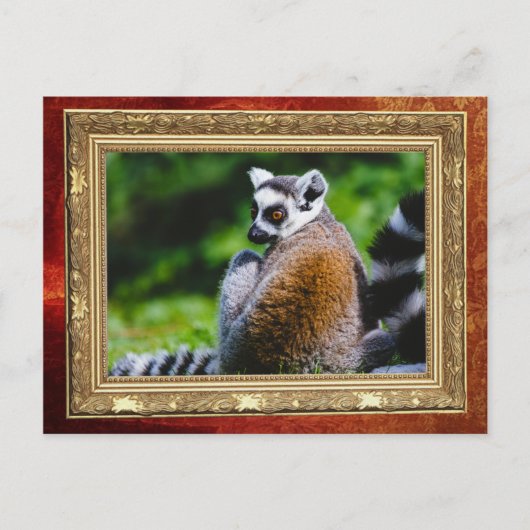 Ein junger Lemur, Tierfotografie Postkarte (Vorderseite)
