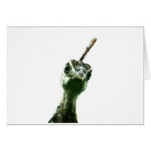 Ein junger Pfauenkopf pinkelt vorbei, um Hallo zu 