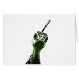 Ein junger Pfauenkopf pinkelt vorbei, um Hallo zu