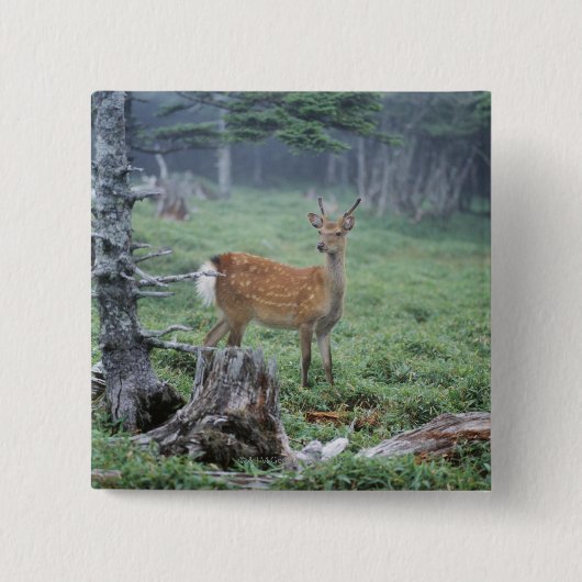 Ein junges Hirsch in einem Wald, der sich rät Button (Vorderseite)