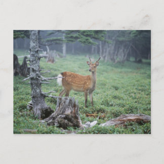 Ein junges Hirsch in einem Wald, der sich rät Postkarte