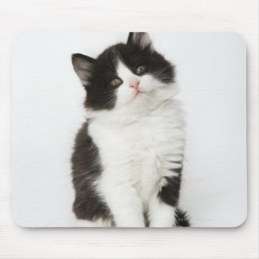 Ein junges Kätzchen, das in die Kamera schaut Mousepad (Vorne)