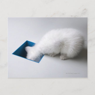 Ein junges Kätzchen stürzt sich den Kopf auf einen Postkarte