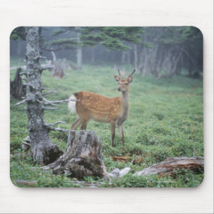 Ein junges Rotwild in einer Waldreinigung Mousepad
