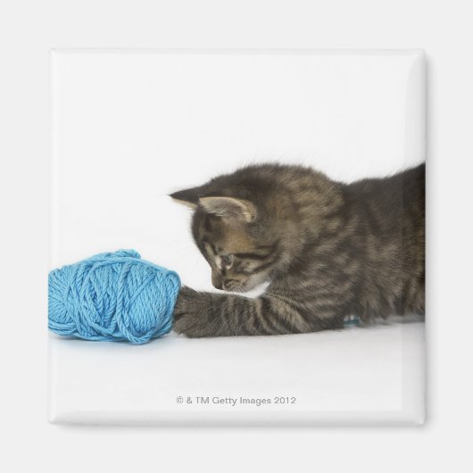 Ein junges Tabby-Kätzchen, das mit Wolle spielt Magnet (Vorne)