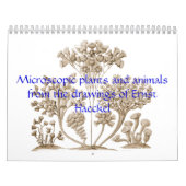 Ein Kalender der mikroskopischen Pflanzen und der (Titelbild)