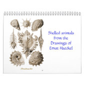 Ein Kalender der Muschelzeichnungen von Ernst (Titelbild)