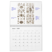 Ein Kalender der Pflanzen von Ernst Haeckel (Mär 2027)