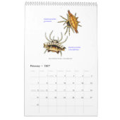 Ein Kalender der Spinnen durch Ernst Haeckel. (Feb 2027)