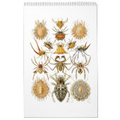 Ein Kalender der Spinnen durch Ernst Haeckel. (Titelbild)