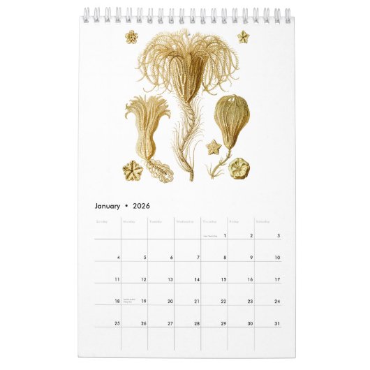 Ein Kalender der Zeichnungen von Ernst Haeckel (Jan 2026)