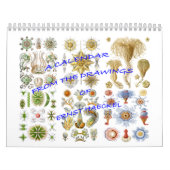 Ein Kalender von den Zeichnungen von Ernst Haeckel (Titelbild)