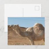 Ein Kamel Postkarte (Vorne/Hinten)