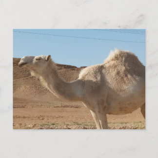 Ein Kamel Postkarte