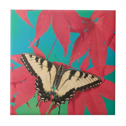 Ein kanadischer Tiger-Frack-Schmetterling Fliese (Vorderseite)