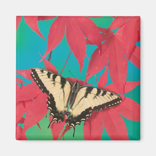 Ein kanadischer Tiger-Frack-Schmetterling Magnet (Vorne)