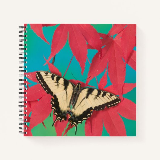 Ein kanadischer Tiger-Frack-Schmetterling Notizblock (Vorderseite)