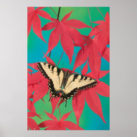 Ein kanadischer Tiger-Frack-Schmetterling Poster (Vorne)