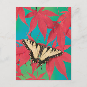 Ein kanadischer Tiger Swallowtail Schmetterling Postkarte